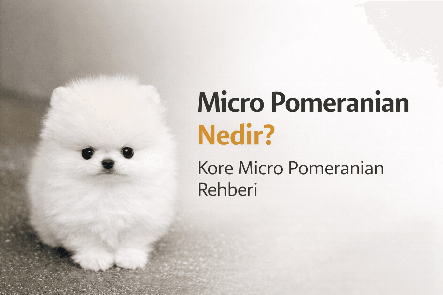 Micro Pomeranian Nedir Kore Micro Pomeranian Rehberi Velvet